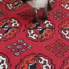 сиямиски кошка