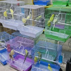 popugay komplekt gus