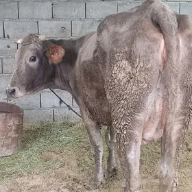 sagylyan gysyr sygyr