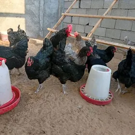 Jerisgi gigant yumurtga