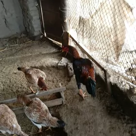 baysy horaz we makiler