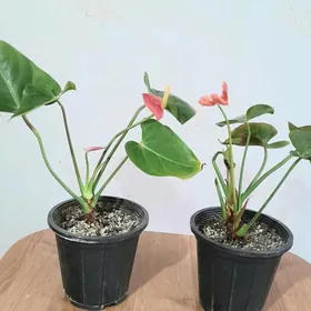 цветы антуриум