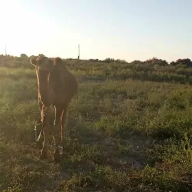 2 ýaşynda erkek düýe we köşek