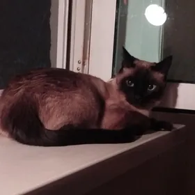 сиамский кот