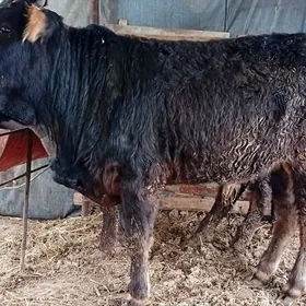 Baklyk ýola düşen öküzler