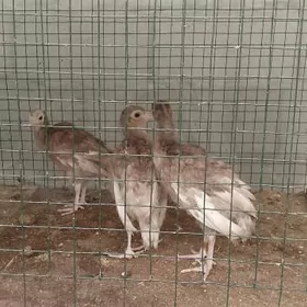 Orgynal induk owgan jüje