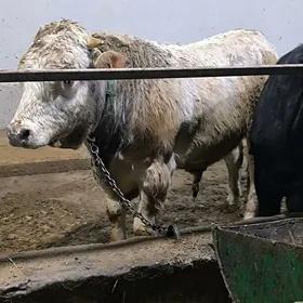 бакыда дуран окузлер