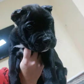 Кане Корсо  Клубные Щенки