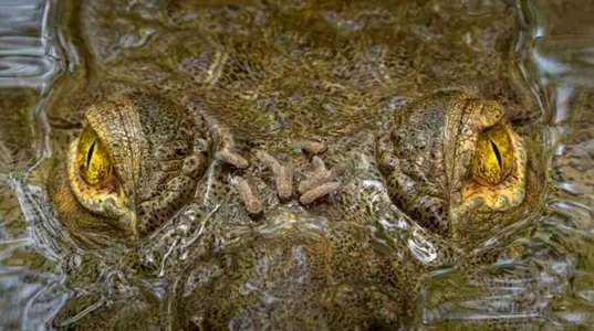 Uçýan gurbaga, bir gözli ýolbars... ​"Capturing Ecology" halkara bäsleşiginiň ýeňijileri yglan edildi
