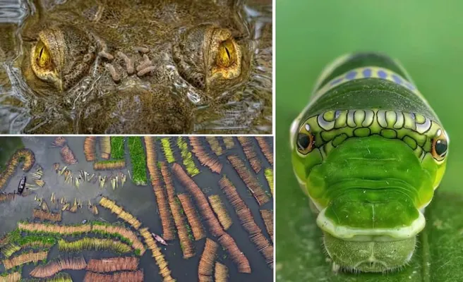 Объявлены победители международного конкурса Capturing Ecology