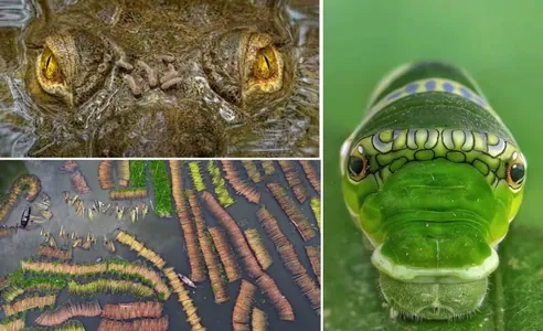 Uçýan gurbaga, bir gözli ýolbars... ​"Capturing Ecology" halkara bäsleşiginiň ýeňijileri yglan edildi