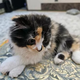 sotlan gyzjagaz 3 aylyk