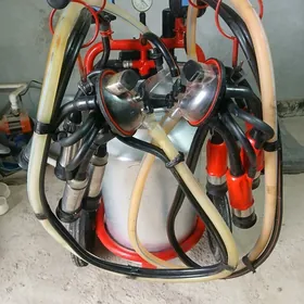 сыгыр сагылян