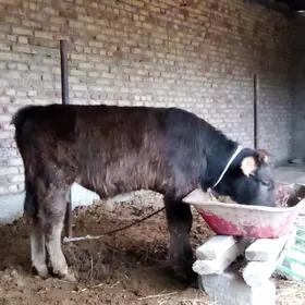 Tohum Öküz Arassa Şiwet