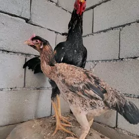 Şapbat baysowy horaz