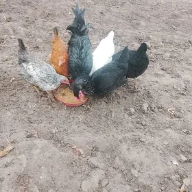 towuk 5san horaz 1san