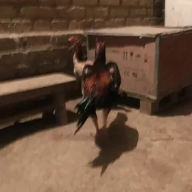 BAÝSOW HORAZ JUJE ABMEN GORMEL