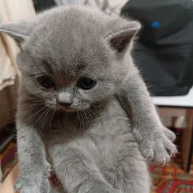 Британские котята