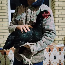 Жерсей гигант хораз товуклар