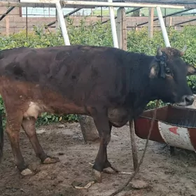 sygyr turkmen sagylyan