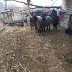 гочкар ве гойун