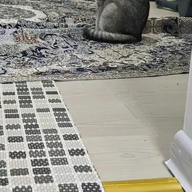 Şatlan pişigi we öý pişigi