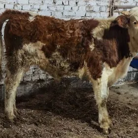 Симентал окуз