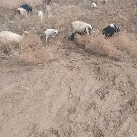 Akja guzuly goýunlar