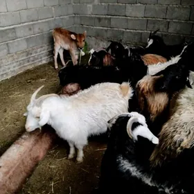 Cebiş işşek mallar bar.