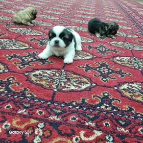 Пекинез щенки