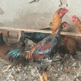 Baysowsky horaz we maki