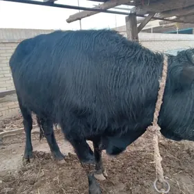 баклык мейдан окуз