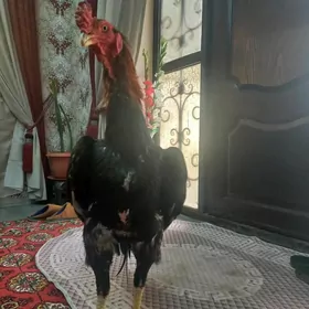 САМАРКАНТ ДИК ТАЖ