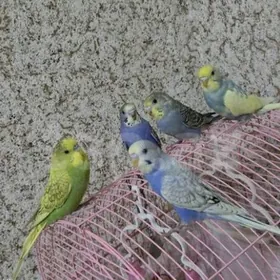 popugay komplekt guslar