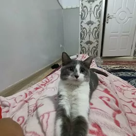 pişikler/ кошка