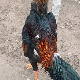 ГЕРМАН ШАМО