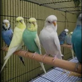 popugay komplekt guslar