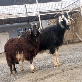 Goýunlar we geçiler