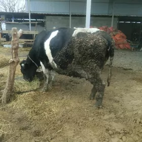 Bakylan Galeşdeÿin