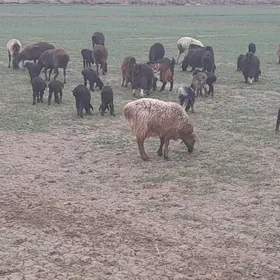 gisar guzuly goyunlar