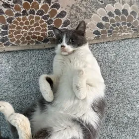 ласковый зеленоглазый мальчик