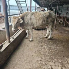 göleli we bogoz sygyrlar