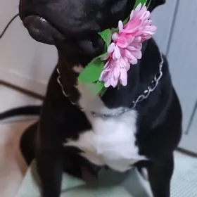 Питбуль для вязки