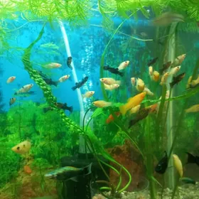 Аквариум