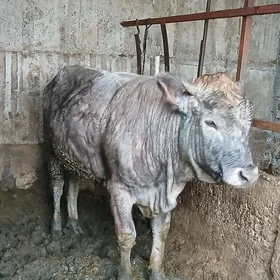 imde duran öküzler