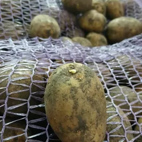 Kartoşka tohum Kalumba