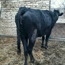 çorny piýostyr Bogaz sygyr