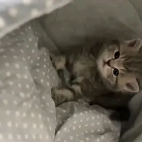 шотландские прямоушки