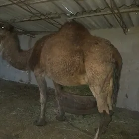 agyr. bogoz. düyö  südül. düyö