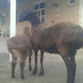 гиссар арасса гоюн